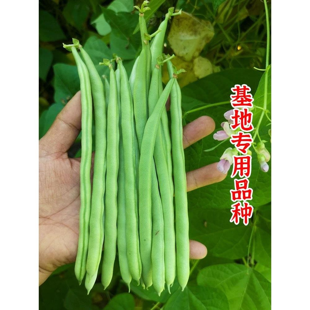 四季豆种子嫩玉小金豆种籽芸豆扁豆秋季蔬菜孑高产豆角大全青豌豆