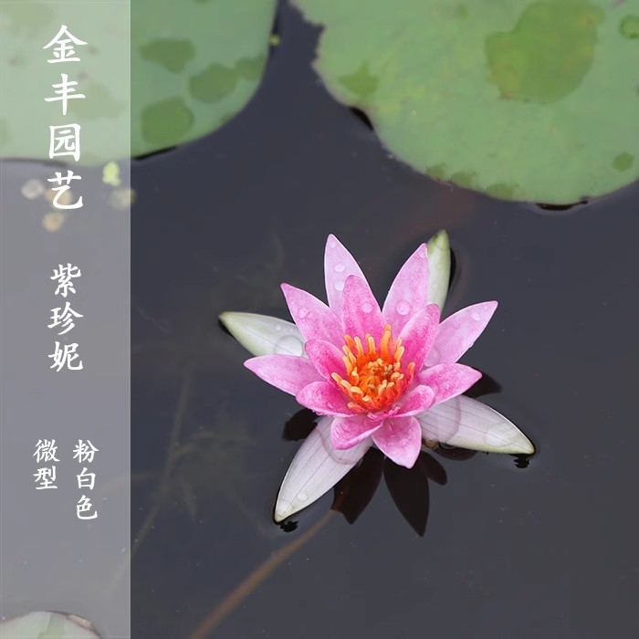 金丰园艺紫珍妮微型睡莲粉色耐寒水培盆栽室内四季种植热销带花苞