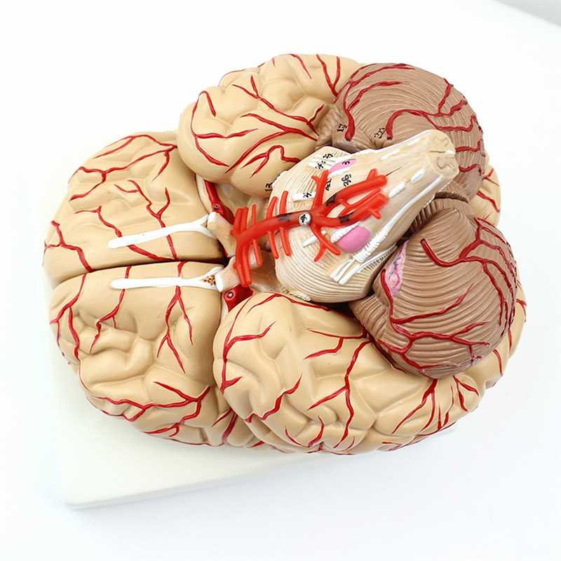 医学人体大脑模型脑血管解剖脑动脉神经科教学大脑血管介入颅底大