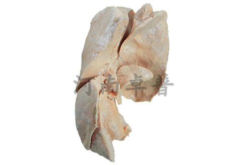 禽畜猪马牛羊甲状腺 角 结肠 颈外静脉 瘤胃乳头卵巢盲肠解剖标本