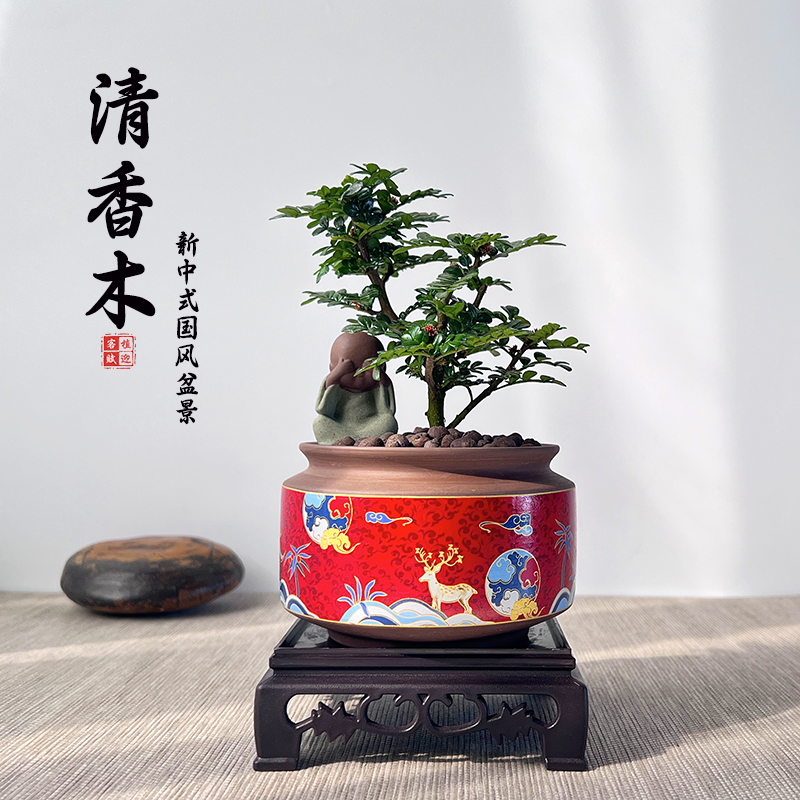 清香木观叶提神驱蚊室内新中式摆件盆栽好养茶桌办公室造型小盆景