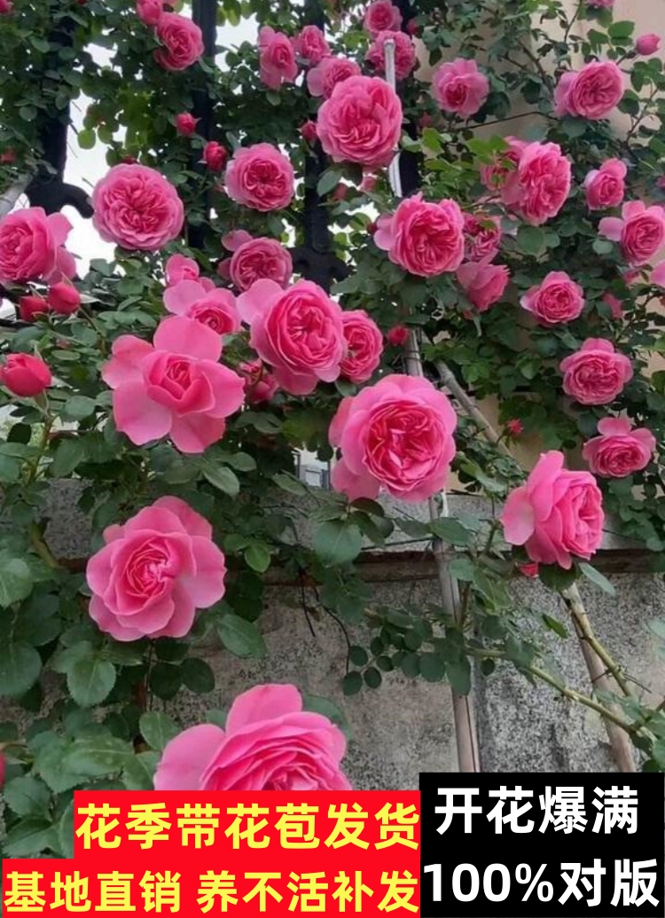 粉龙沙宝石爬藤蔷薇花苗庭院拱门藤本月季四季特大花玫瑰阳台植物