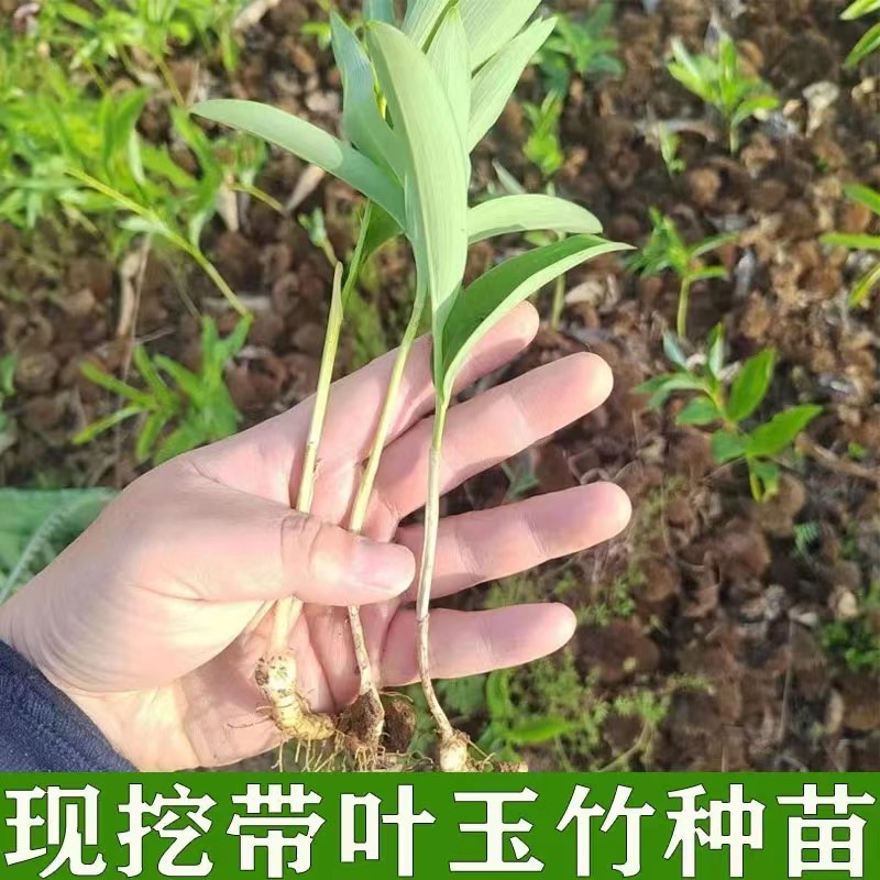 新鲜玉竹种苗尾参种子种植苗芽头中药材苗现挖盆栽实心纯天然玉竹