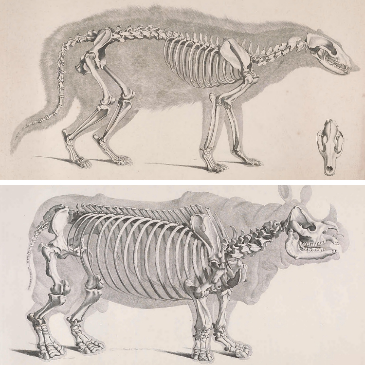 复古手绘素描哺乳爬行动物骨骼解剖图片装饰设计素材资料116张