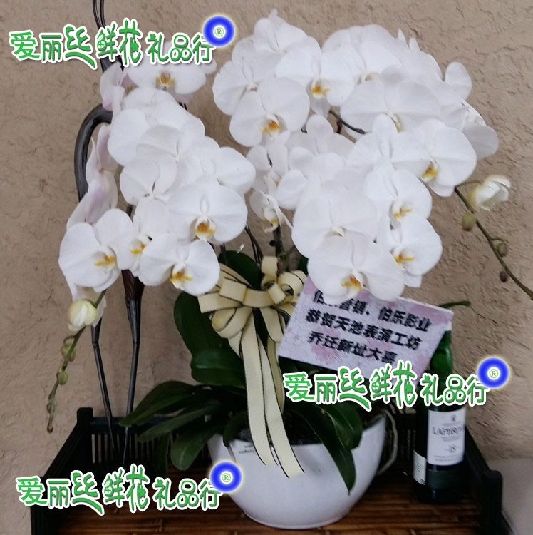 白色盆栽蝴蝶兰北京鲜花复兴门鲜花速递金融街附近鲜花店西城送花
