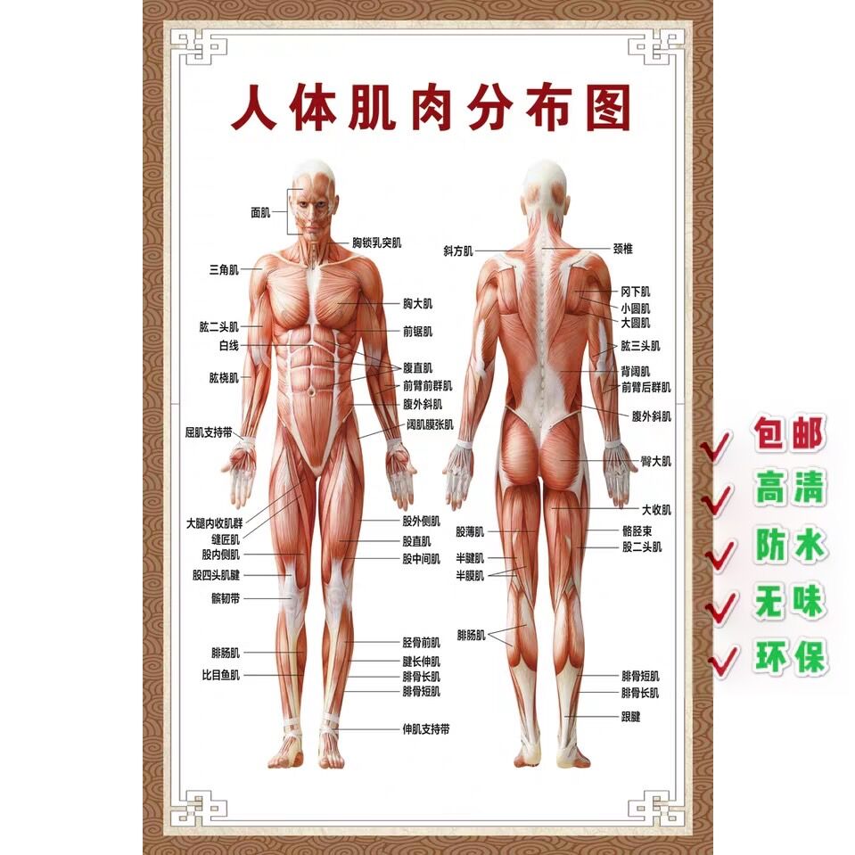 人体肌肉结构解剖 人体骨骼大挂图 人体器官解剖图示意图海报