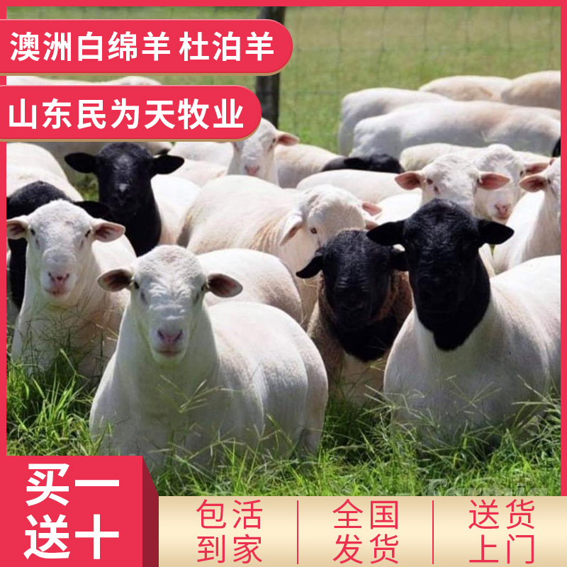 杜泊羊图片萨福克羊