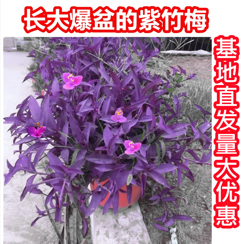 紫竹草