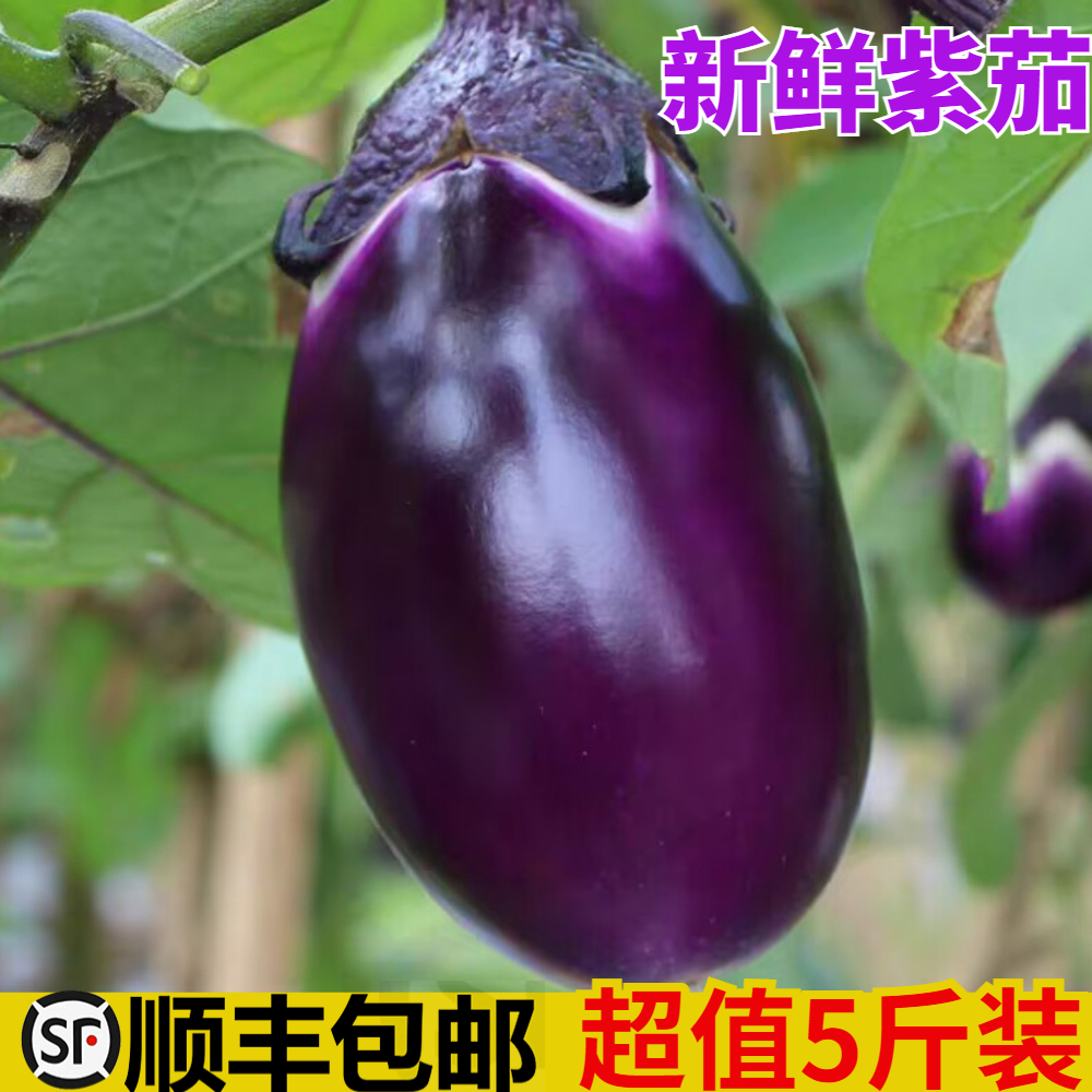 顺丰包邮紫茄子新鲜苏北农家自种现摘老品种圆茄子当季时令蔬菜