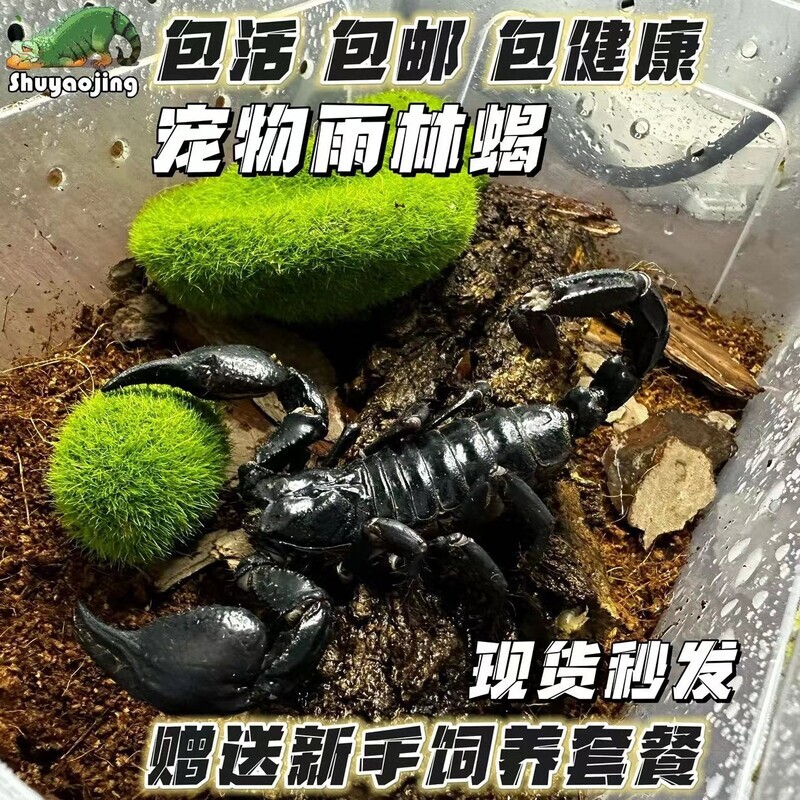 亚洲雨林蝎无毒蝎子宠物活物帝王红爪超大宠物黑蝎子活体温顺包邮