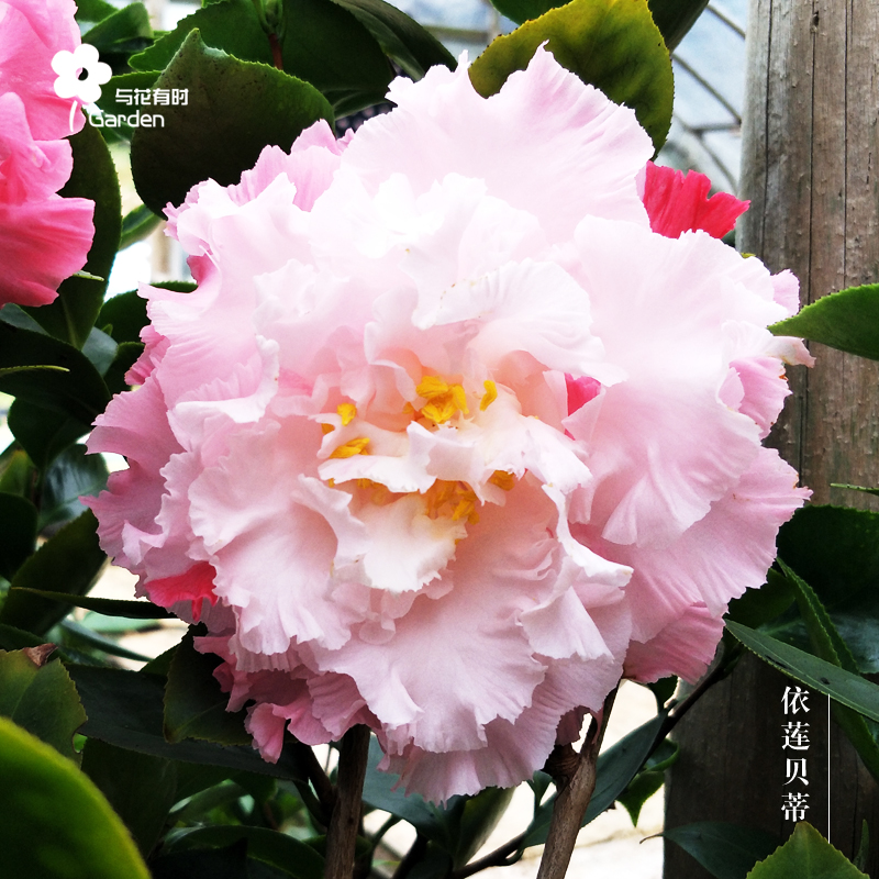 依莲贝蒂爱兰山茶花盆栽粉红色牡丹大型趣味庭院四季常青绿化优雅