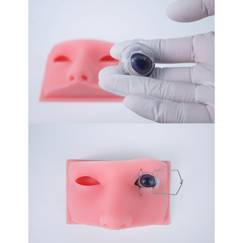 推荐眼科人头模型 显微操作 动物眼睛 眼球练习 优质矽胶材质