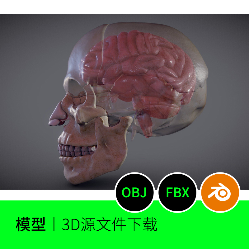 大脑小脑脑干头骨骨骼牙齿3D三维模型建模blender下载FBX OBJ 233