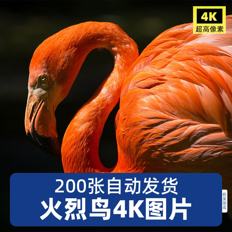 高清4K火烈鸟图片粉红橘红色羽毛野生动物鸟类摄影背景照JPG素材