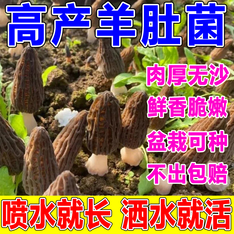 蘑菇种植包家种羊肚菌食用菌包四季高产阳台盆栽趣味菌种平菇种植