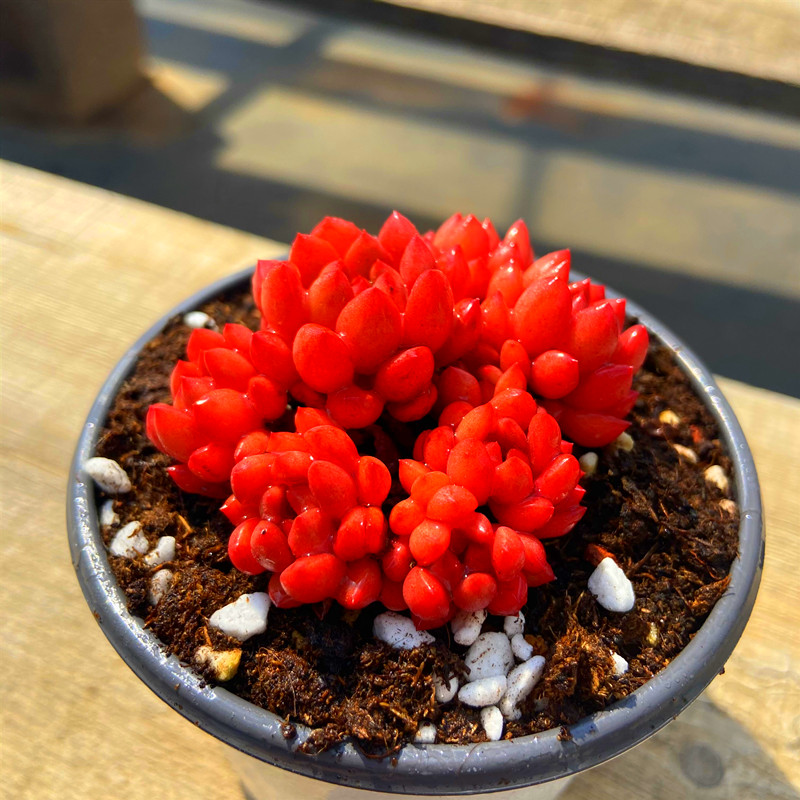多肉植物纯露养红宝石群状态非常红颜色佳趣味窗台阳台吸甲醛容易