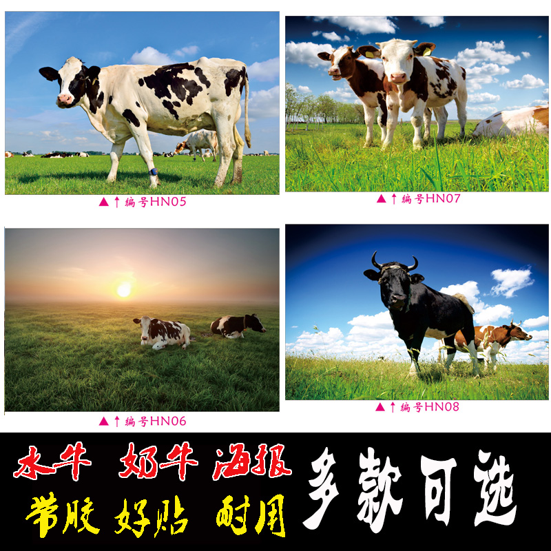 水牛奶牛黄牛海报贴画动物海报水果墙贴牛肉分割图儿童早教图包邮