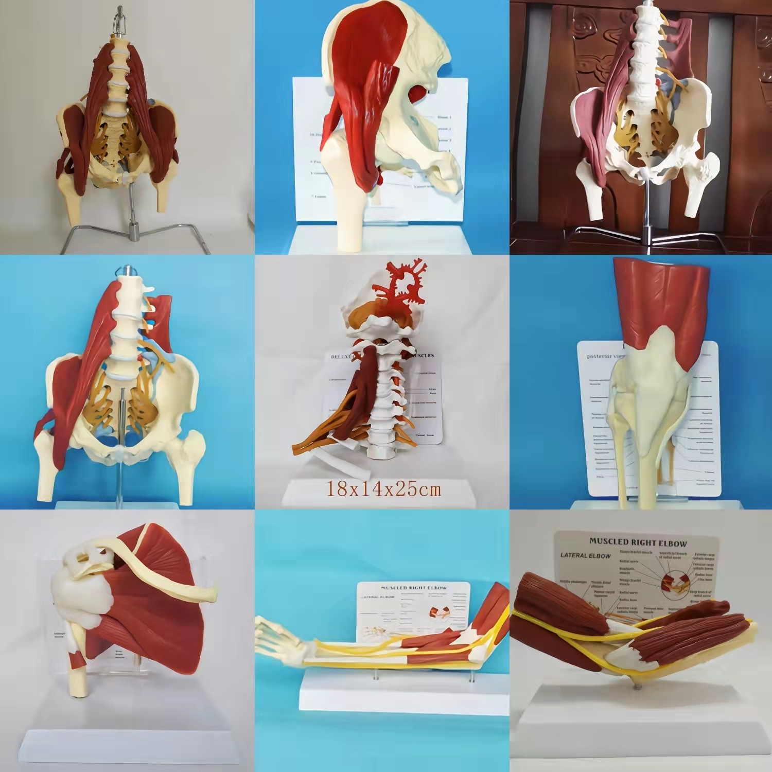 人体腰椎颈椎手臂肩髋膝关节带肌肉神经血管医用模型腰间盘颈骨骼