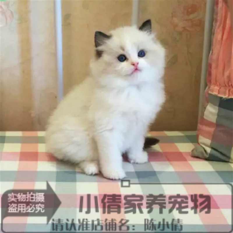 纯种蓝双布偶活体幼猫 海豹色布偶宠物猫重点色布偶 纯种猫幼猫x
