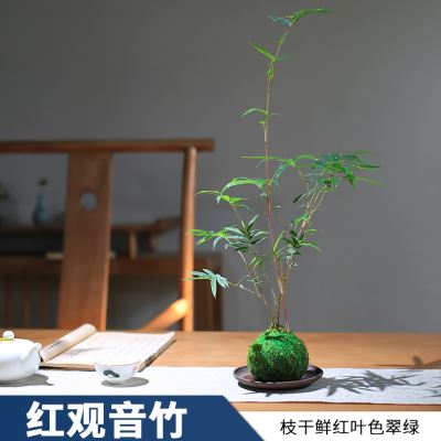 促水培苔藓球植物红竹苔玉竹子球型办公桌水养绿植四季常青简约库