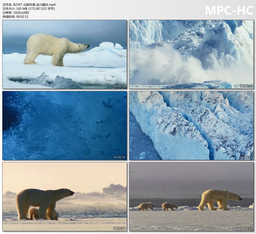 北极环境冰川融化北极熊全球气候影响温室效应保护环境视频素材