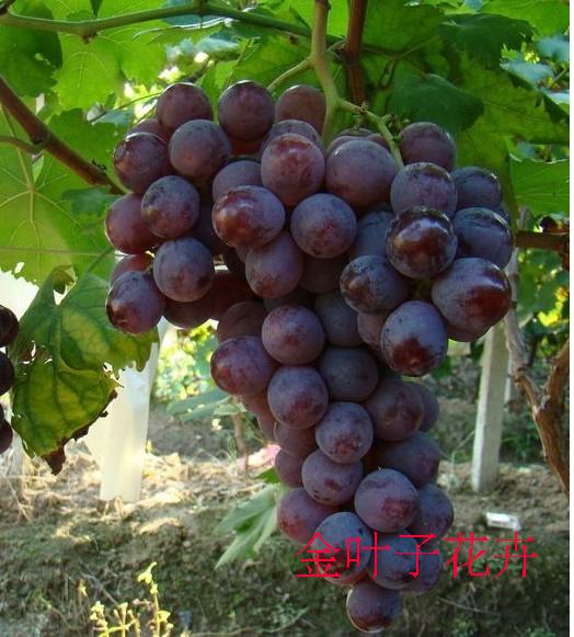 武汉植物 水果 爬藤植物 葡萄 6年以上植株 花园绿化