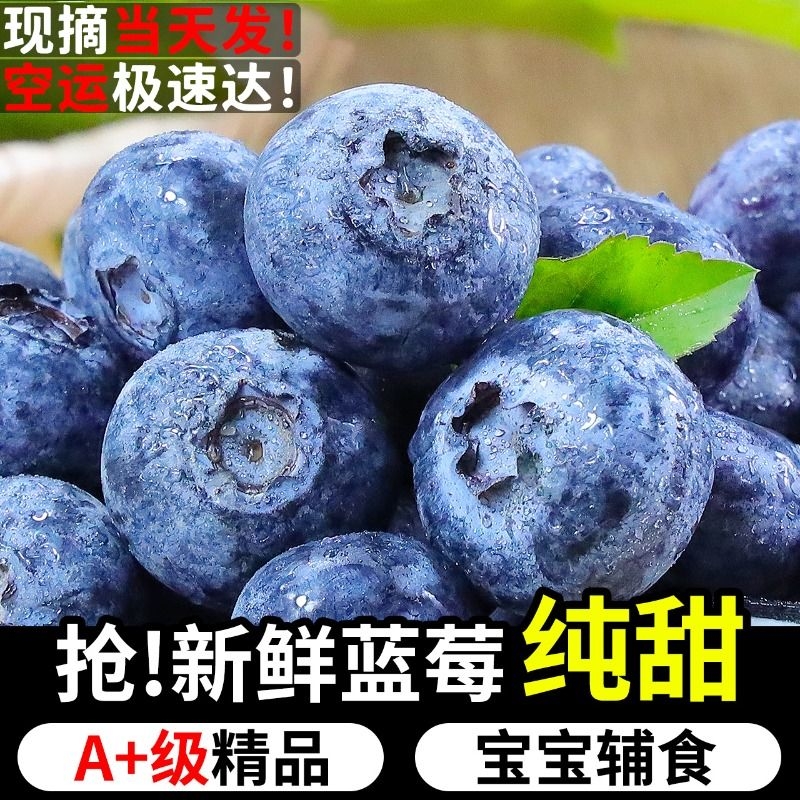 山地高原新鲜蓝莓王鲜果盒装应当季水果现摘现发孕妇整箱大果包邮