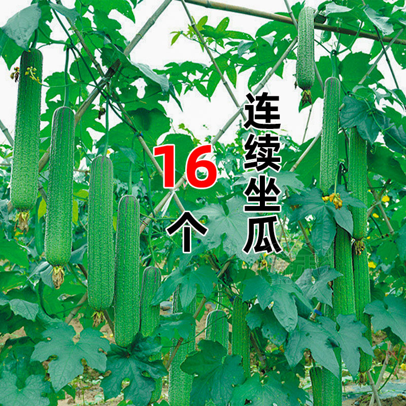 优比1号肉丝瓜种子6号高产种籽苗春季蔬菜孑秧子水瓜南方菜籽秧苗