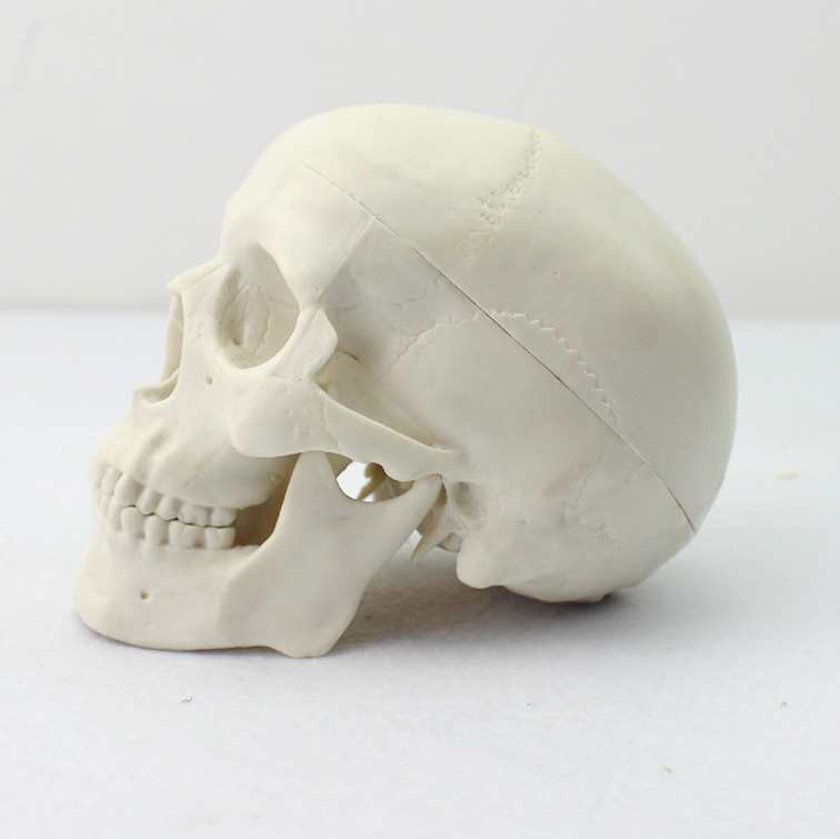 ENOVO颐诺 迷你头骨模型医学艺用美术人体绘画头骨头颅骨成人口腔