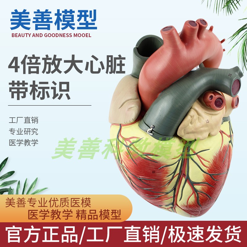 教学仿真4倍放大心脏模型心脏解剖心室心脏标本仿真人体器官医学