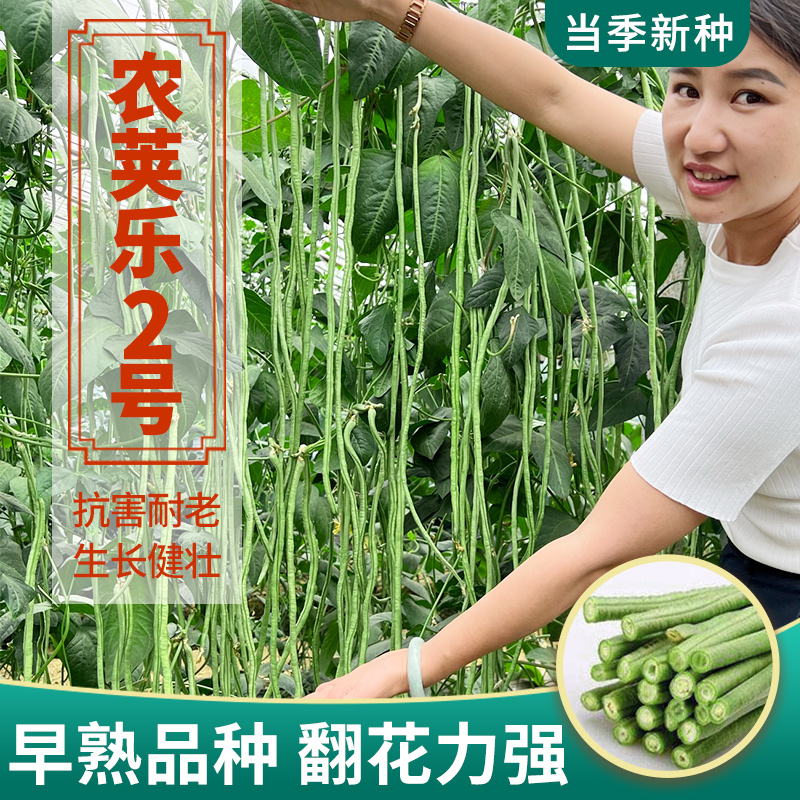 豆角种籽大全长豇豆四季豆种子白不老春季芸豆豆角种子农家菜种籽