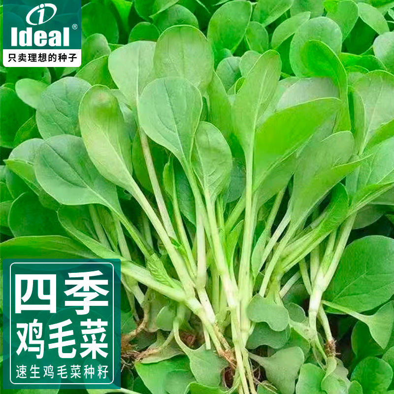 鸡毛菜菜籽种子种籽 四季小白菜青菜油菜上海青阳台蔬菜种孑大全