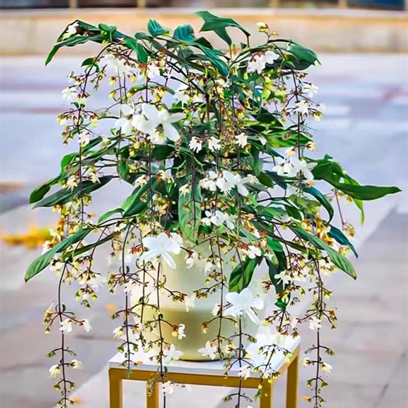 垂丝茉莉带花苞大苗盆栽泰国风车茉莉花卉客厅室内绿植物好养花期