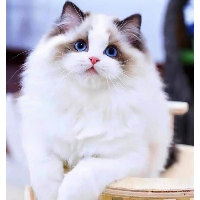 纯种布偶猫幼猫蓝双海双色长毛布偶幼崽仙女波斯系活物宠物小猫咪