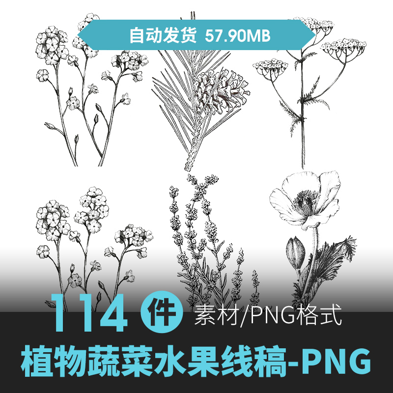 植物蔬菜水果花朵铜版画手绘线稿黑白素描PNG包装平面设计素材