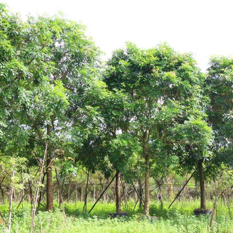 非洲桃花心木种子非洲楝种子林木种孑大乌檀木大叶褐檀木种籽四季