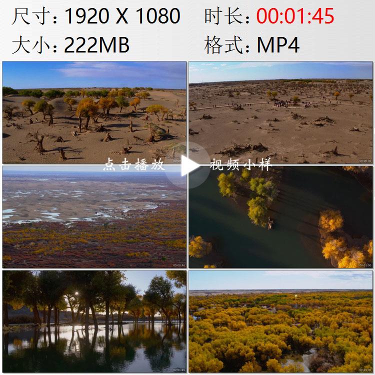 航拍内蒙古戈壁沙漠胡杨林绿洲湖泊枯死与重生高清实拍视频素材