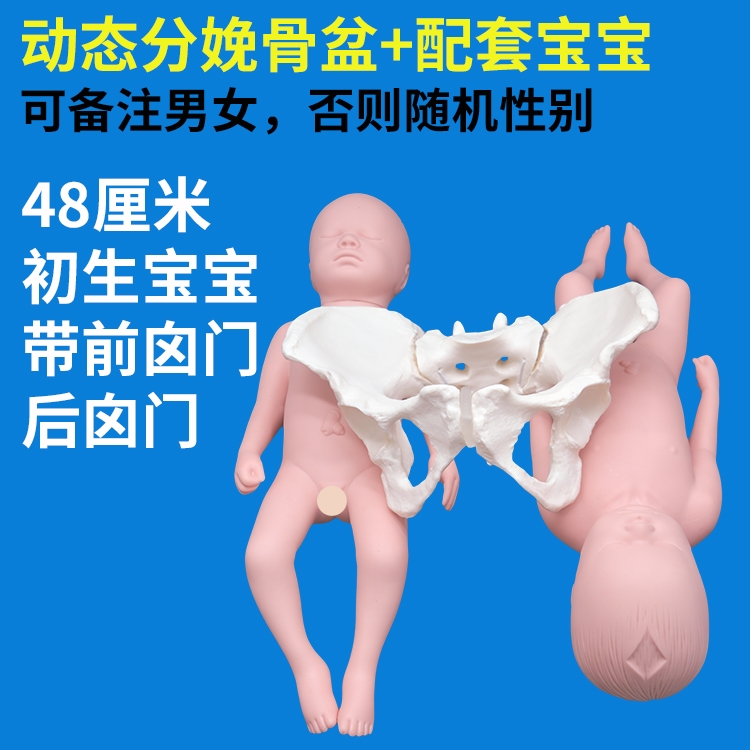 分娩示教骨盆模型含娃娃模型 动态骨盆耻骨联合骶髂关节可分离