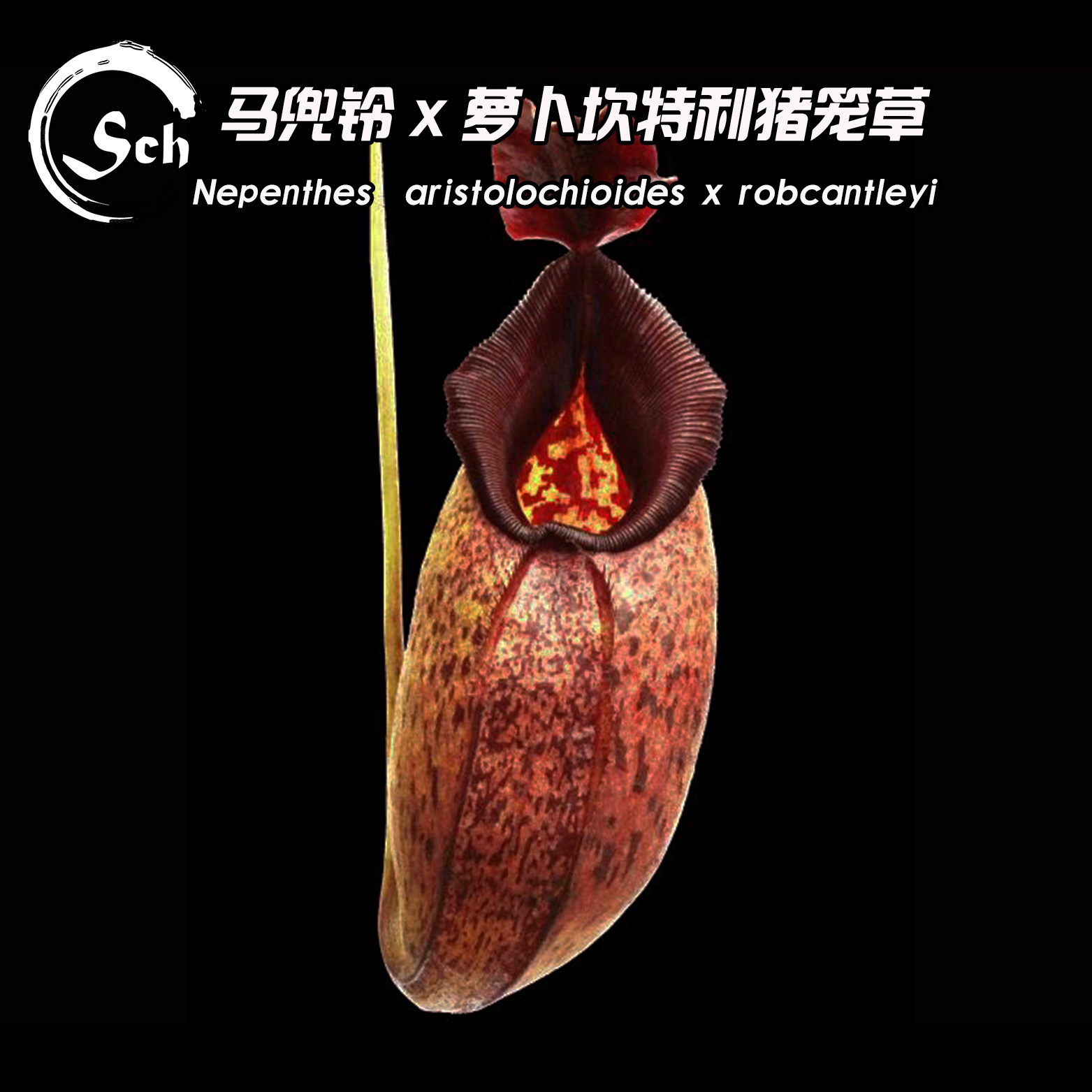 马兜铃X罗伯坎特利（黑宝特）猪笼草（BE-3695）丨食虫植物