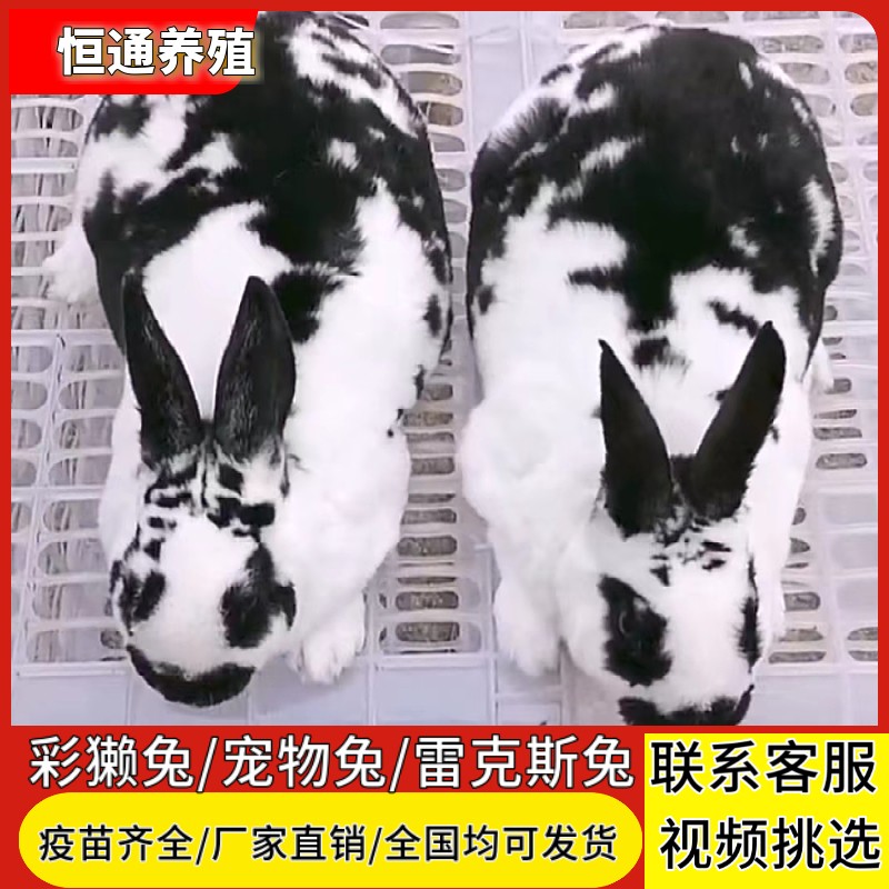 兔子活物彩獭兔大型肉兔花巨种兔怀孕母兔青紫蓝兔宠物兔养殖