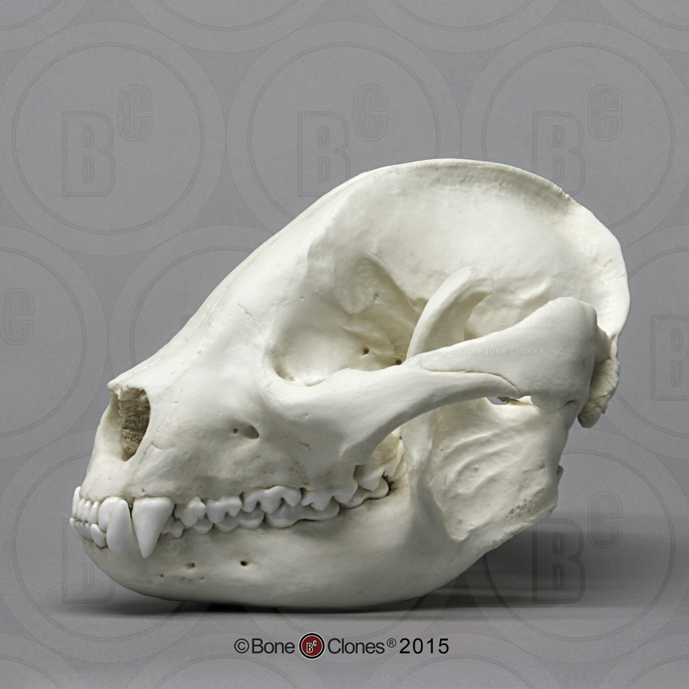 非常博物馆boneclones美国定制骨骼未成年大熊猫头骨动物解剖模型
