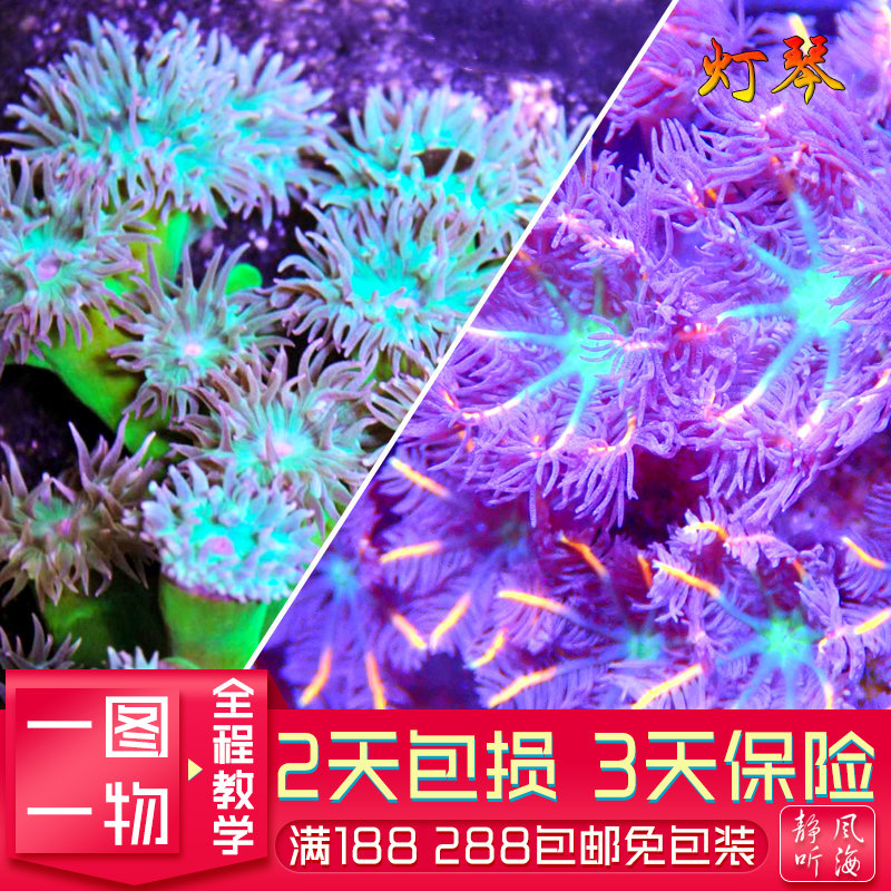 澳洲灯琴大手星花人工繁殖软体珊瑚LPS海水缸图选静风听海生物店