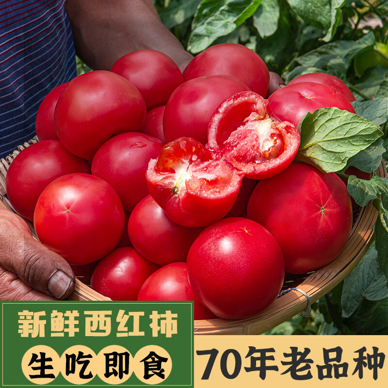 云南元谋露天普罗旺斯老品种西红柿新鲜自然熟水果番茄生吃起沙瓤