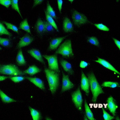 免疫荧光 毒性实验CCK8 MTT 裸鼠 科研实验技术服务 细胞实验外包