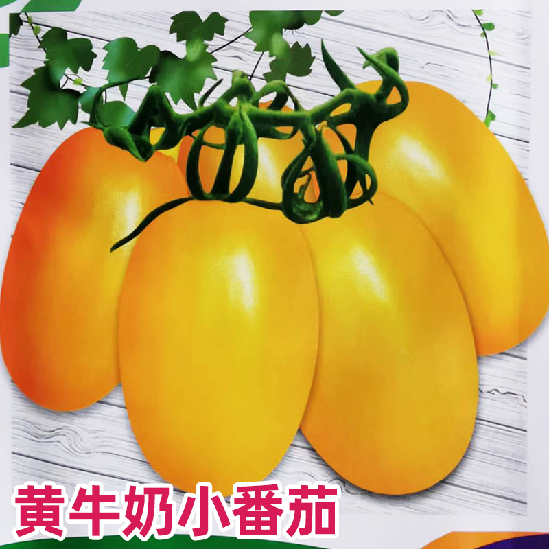 黄牛奶小番茄种子高产黄小西红柿种黄圣女果种子阳台盆栽蔬菜种子