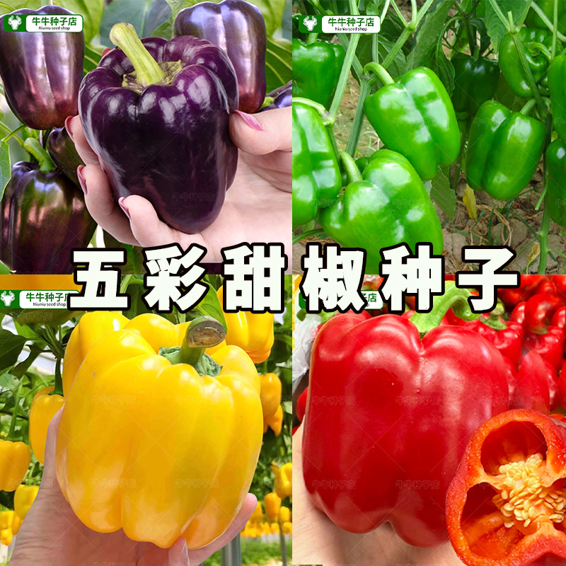 辣椒种子五彩甜椒种籽大全四季高产盆栽太空椒菜椒阳台蔬菜种孑