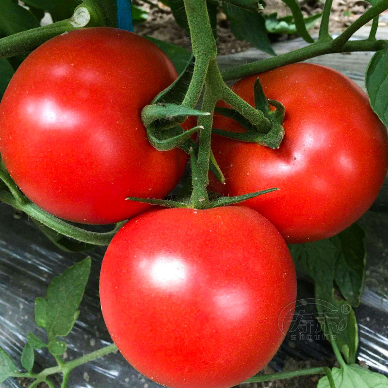 金棚三号红果番茄种子高产硬果大西红柿种籽孑蔬菜子粉果南方秋季