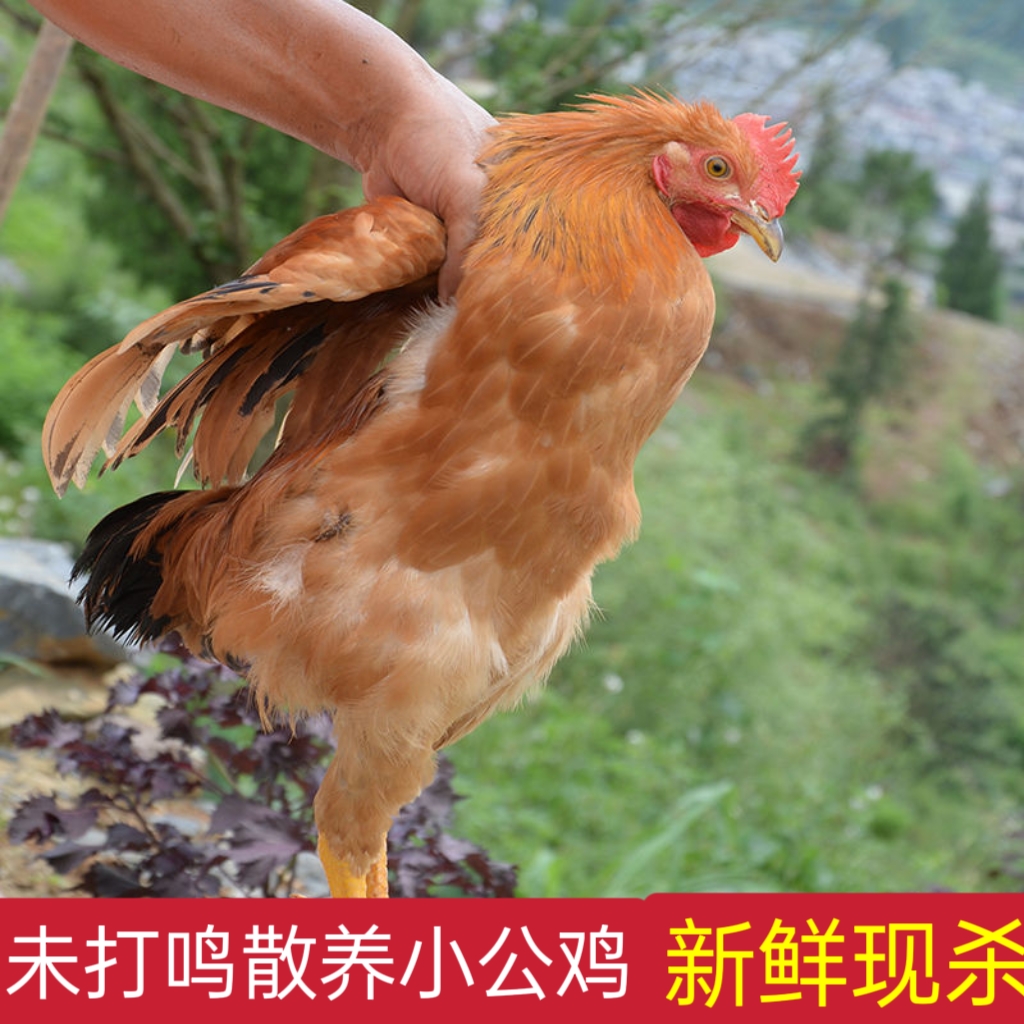 少量 童子鸡公鸡农家散养小公鸡肉质紧实纯粮食仔公鸡青少年发育