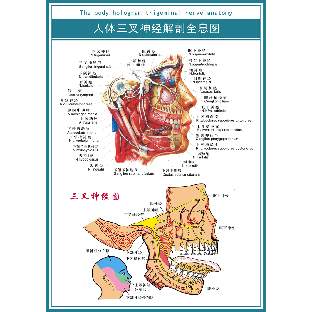 医院人体耳鼻喉解剖示意图 三叉神经全息图 眼部结构图海报挂图