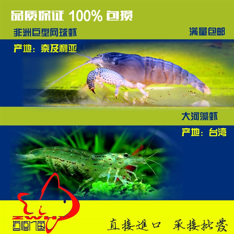 包邮非洲巨网虾木纹网球虾大河藻虾清缸能手过滤除绿藻可混养